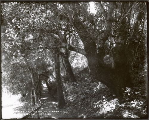 Oak shaded path