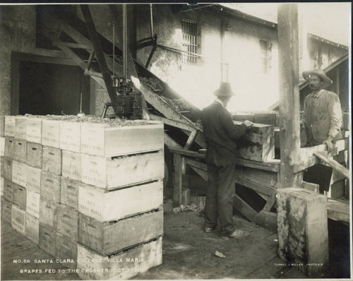 Grapes fed to the crusher