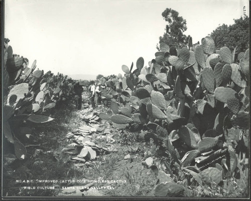 Harvesting cactus