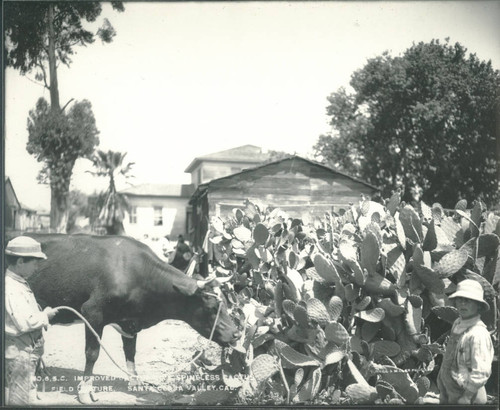 Cow eating cactus