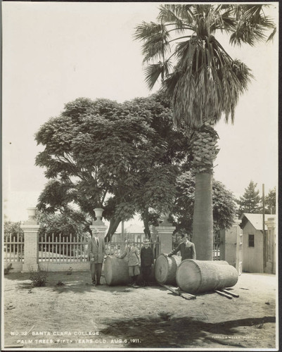 Palm trees, fifty years old