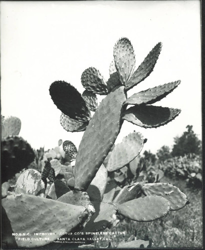 Close-up of Improved Cactus Co. Spineless cactus