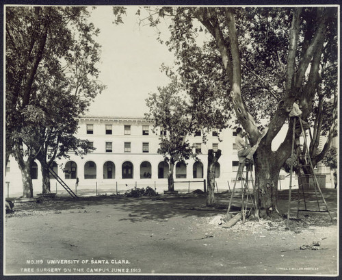 Tree surgery on the campus