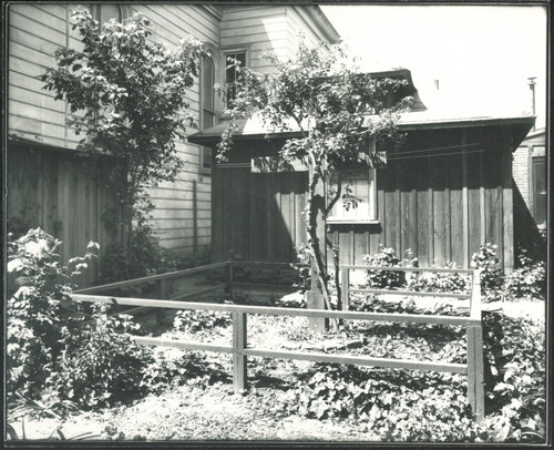 Young trees in the garden