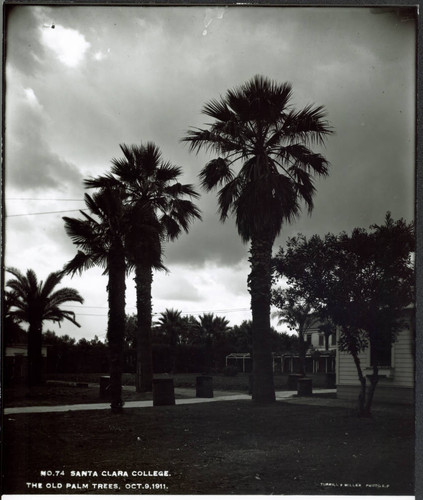 The old palm trees