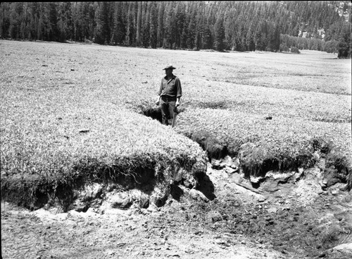 Meadow studies, compare this gully, bared to its full depth by drought, with Fig. 170 (neg. no. 06678) of Armstrong Report