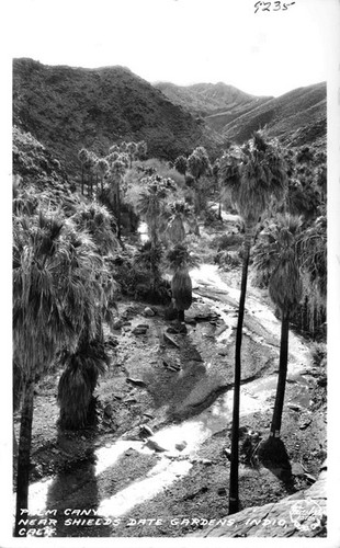 Palm Canyon near Shield's Date Gardens, Indio, Calif