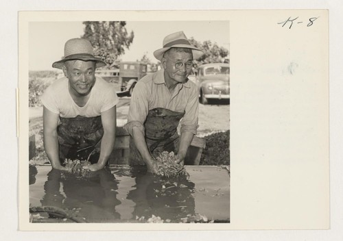 Mr. Shokichi Ishimaru and Toshimatsu Tsutaoka are pictured washing the celery plants before they are sent to the field to