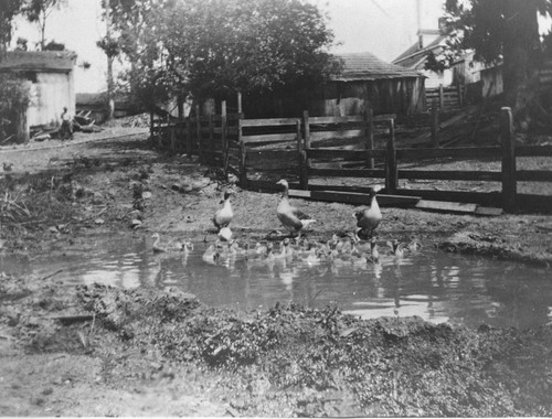 Photograph of the duck pond at the Hauschildt Ranch