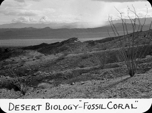 Desert biology - "Fossil Coral" / Lee Passmore