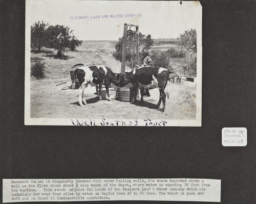 A well, a girl and cattle at Blaine Ranch, a 1/2 mile south of Beaumont