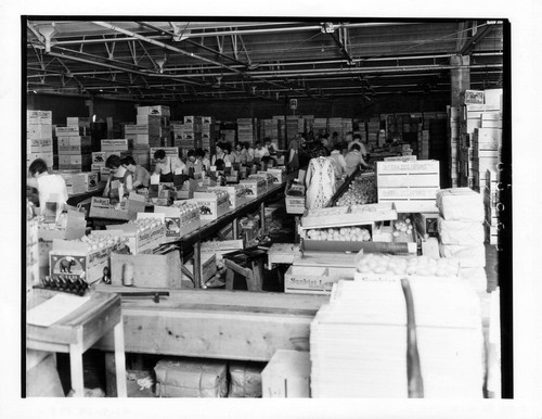 Upland Photograph Agriculture--Citrus; women citrus workers in packing house / Esther Boulton Black Estate