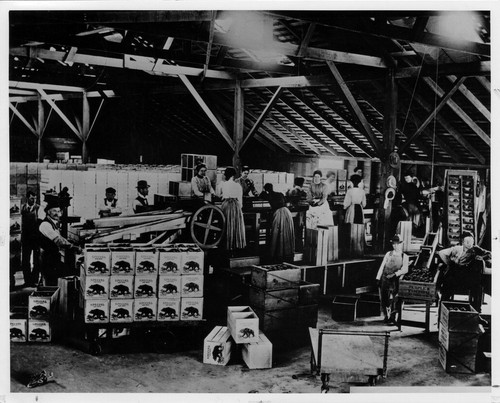 Upland Photograph Agriculture--Citrus; Citrus workers in packing house / Esther Boulton Black Estate