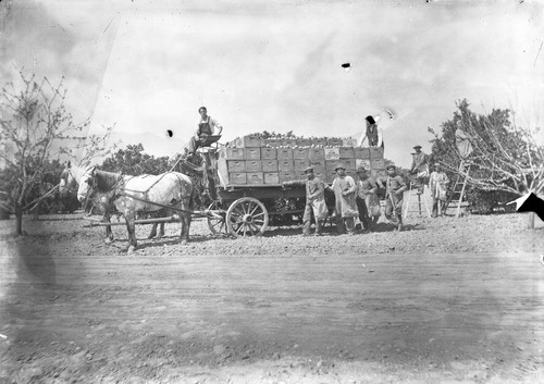 Upland Photograph Agriculture--Citrus; Citrus workers posing on and by wagon loaded with citrus in a citrus grove / Edna Swan