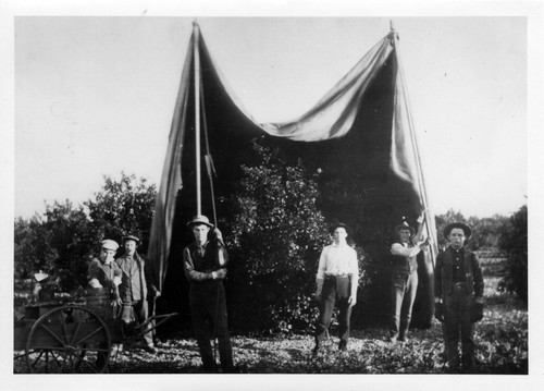 Upland Photograph Agriculture--Citrus; Citrus fumigation tent; Workers in front of tent / Esther Boulton Black Estate