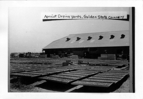 Upland Photograph Agriculture--non-Citrus; racks of apricots drying outdoors at Golden State Cannery / Esther Boulton Black Estate