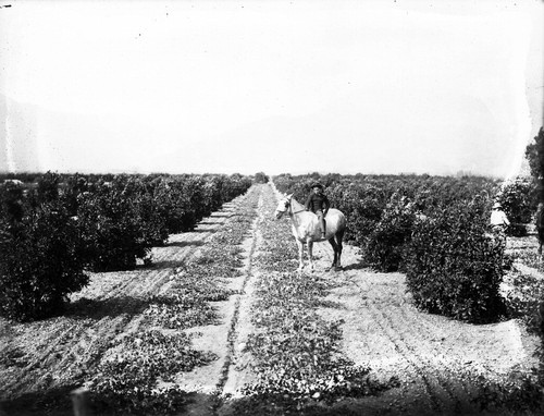 Upland Photograph Agriculture--Citrus; Man on a horse in pumpkin patch between rows of citrus trees / Edna Swan