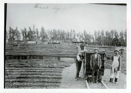 Upland Photograph Agriculture--non-Citrus; Fruit drying in Ontario Colony / E. C. Craig