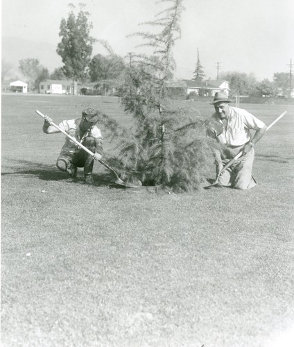 Upland Photograph Olivedale Park tree planting