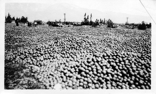 Upland Photograph Agriculture--Citrus; culled oranges / Esther Boulton Black Estate