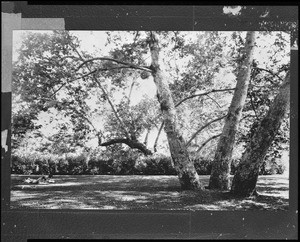 Ancient sycamore tree in Highland Park's Sycamore Grove, ca.1920