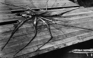 Octopus splayed on the dock, Catalina Island, ca.1910