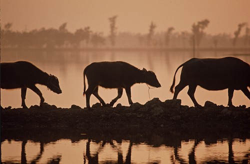 Water buffalo, Red River Delta, near Hanoi