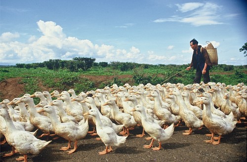 Duck herder, Lam Dong Province