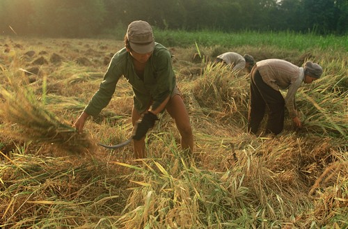 Harvesting rice near Long Xuyen in the Mekong Delta, An Giang Province