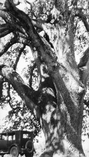 Detail of Hooker Oak Tree