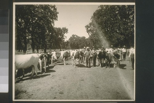#198, First prize cow held by T. C. Christensen, owner