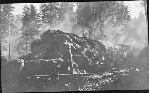 Felling giant sequoia, early 1900's