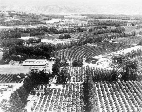 Aerial view of Tustin Hills and Goldenwest packing houses, Newport Road at Irvine Blvd., Tustin, ca. 1950