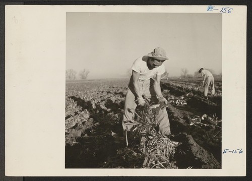 George Adachi, former advance student in Entomology at the University of California, volunteered to assist in saving the beet crop. He is shown topping beets in fields near Milliken, Colorado. Photographer: Parker, Tom Milliken, Colorado