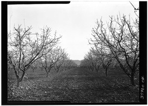 Apricot orchard in the San Fernando Valley, 1929
