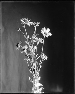Specimen of Bush sunflower (Eucelia californica), ca.1920