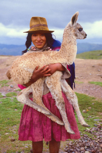 Girl carrying llama