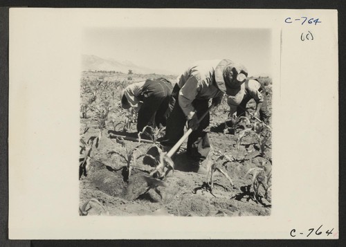 Manzanar, Calif.--Field laborers hoeing corn on the farm project at this War Relocation Authority center for evacuees of Japanese ancestry. Photographer: Lange, Dorothea Manzanar, California