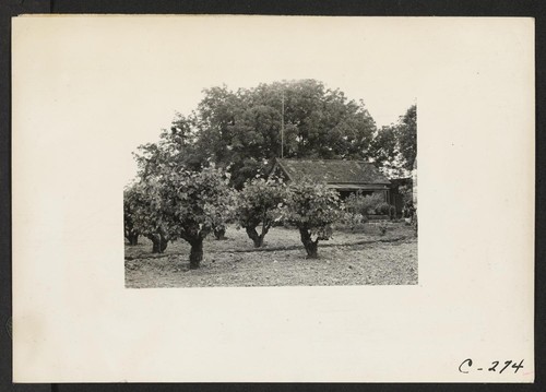 (4 miles east of Lodi.) Farm home of laborer of Japanese ancestry. This vineyard is the highly productive area of San Joaquin County. Photographer: Lange, Dorothea Lodi, California
