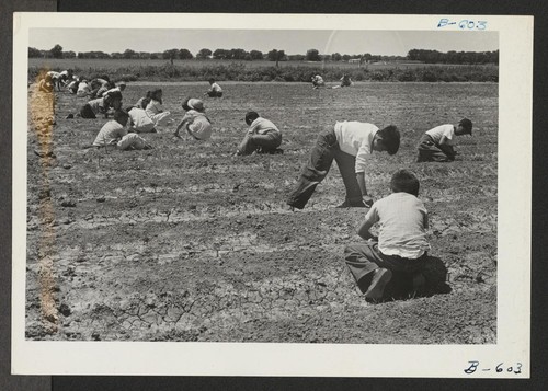 Fourth grade children weeding their victory garden. Photographer: McClelland, Joe Amache, Colorado