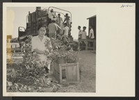 Closing of Jerome Center, Denson, Arkansas. Mrs S. Matsunaga, a Jerome resident, takes up her flower garden for transplanting at