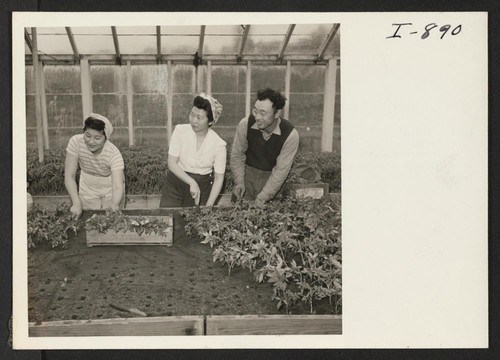 Billie, Rosie and Takeshi Sakaguchi, formerly from Minidoka, find no time for idle moments on the 10-acre vegetable and fruit