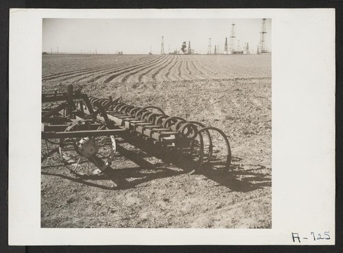 200 acres of cauliflower, cabbage, lima beans, formerly farmed by Japanese, but now being run by the Farm Products Co. Photographer: Stewart, Francis Dominguez Hills, California