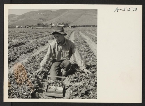 Picking strawberries a few days before evacuation of residents of Japanese ancestry to an assembly point, later to be transferred to a War Relocation Authority center to spend the duration. Photographer: Lange, Dorothea Mission San Jose, California