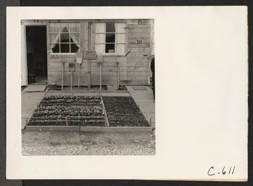 Tanforan Assembly Center, San Bruno, Calif.--Close-up of barrack home with the carefully planned flower garden in foreground. Photographer: Lange, Dorothea San Bruno, California