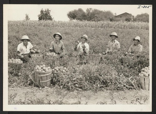 Harvesting tomatoes on the farm of Herman S. Heston in Newtown, Bucks County, Pa., are five Issei farmers who were