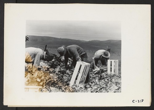 Centerville, Calif.--Japanese field laborers packing cauliflower in field on large-scale ranch owned by white operator (L. E. Bailey). Photographer: Lange, Dorothea Centerville, California