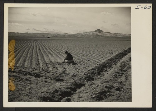 Land cleared of sagebrush last fall and corrugated against wind erosion. Assistant Farm Superintendent, Eiichi Sakauye, checking the moisture for early spring crop planting. Photographer: Iwasaki, Hikaru Heart Mountain, Wyoming