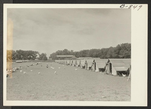 Range shelters for poultry on the Amache farm. Photographer: McClelland, Joe Amache, Colorado