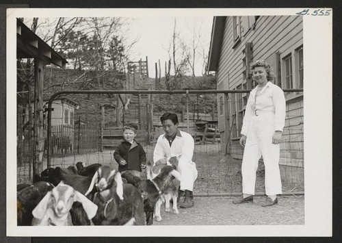 Adeline Polega shares with Kaye Miyamoto the job of caring for Mr. and Mrs. Sandburg's 200 goats in their model